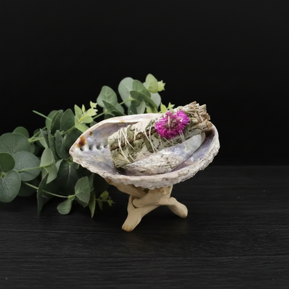 Dahlia White Sage 10cm